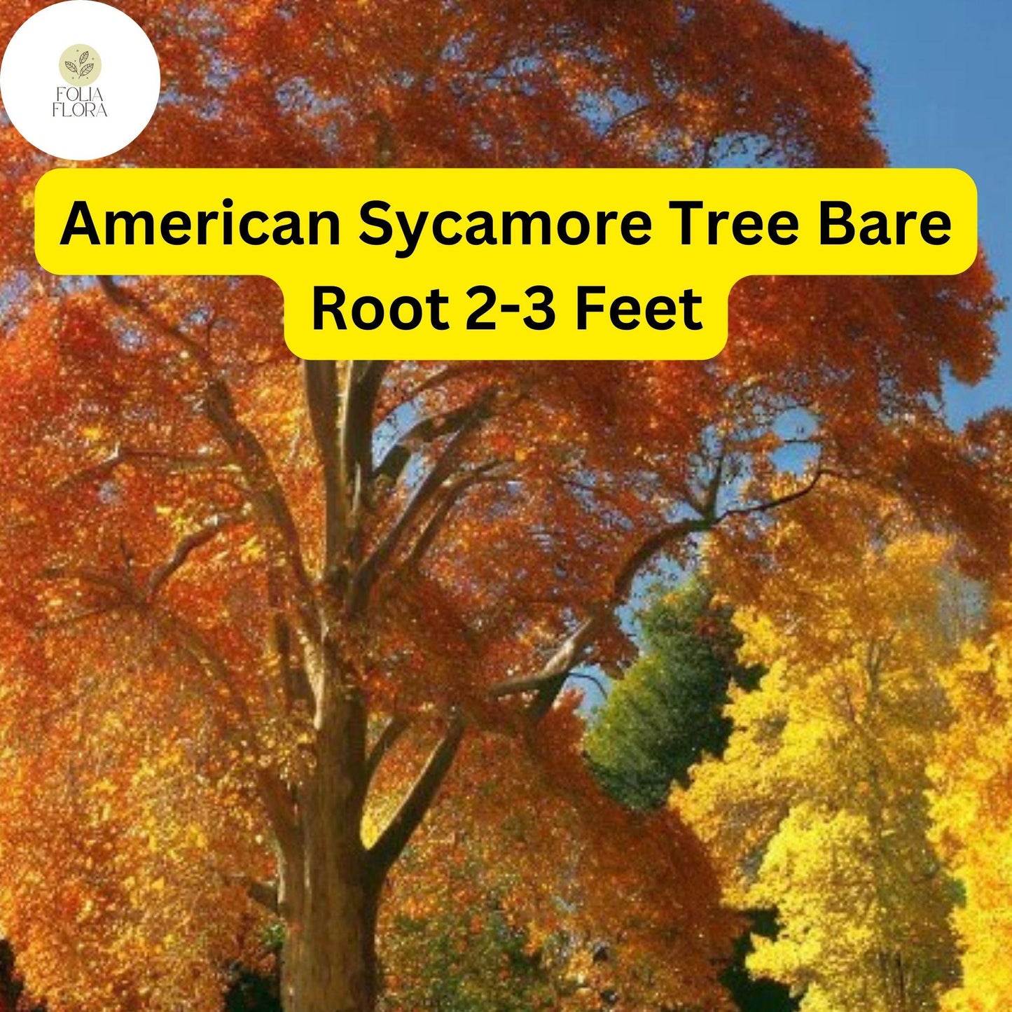 American Sycamore Tree – Live Bare Root Plant, Fast-Growing Shade Tree, Platanus occidentalis