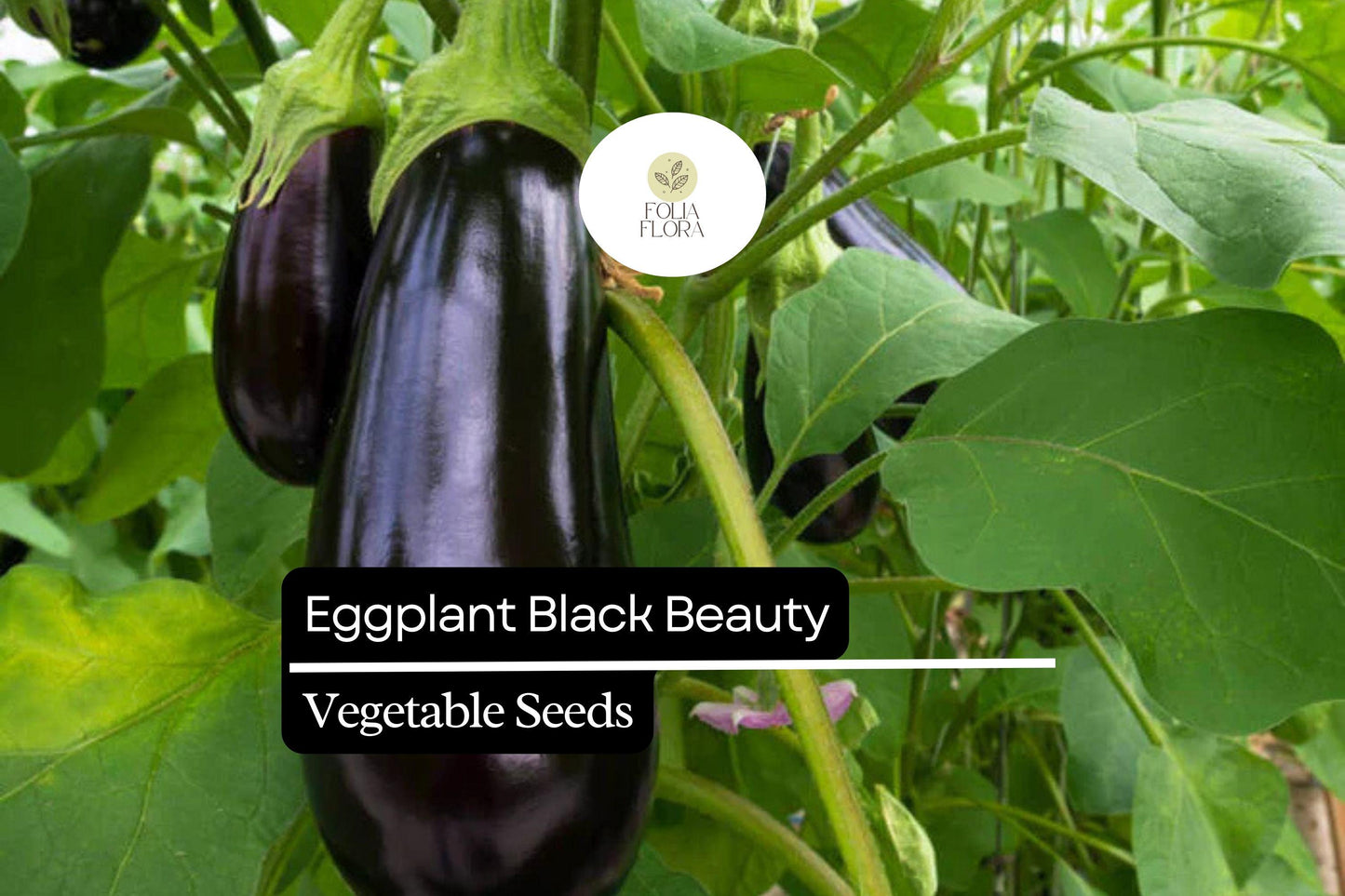 Black Beauty Eggplant Seeds – Heirloom, Non-GMO, High-Yield, Deep Purple Fruit, Solanum melongena
