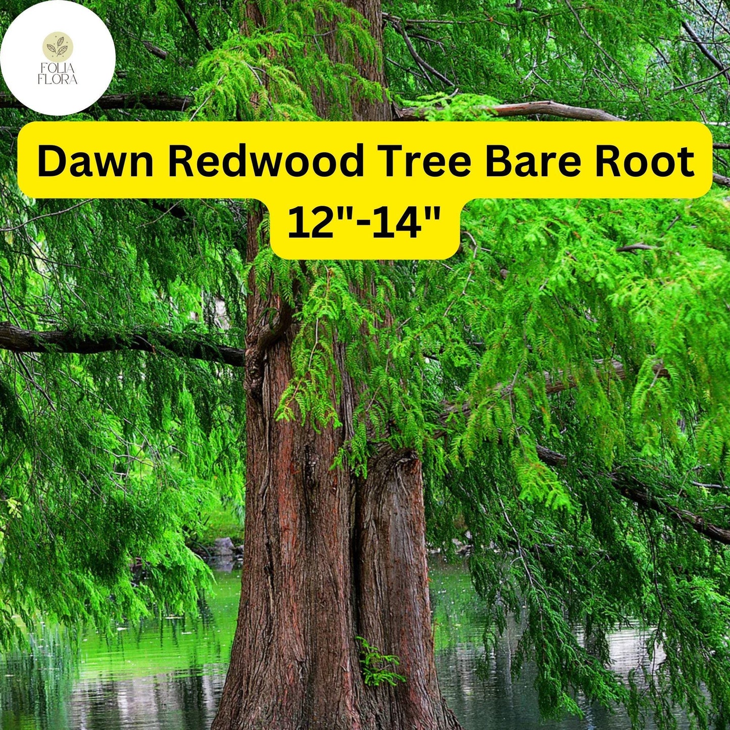 Dawn Redwood Tree – 12-14" Live Bare Root Plant, Deciduous Conifer, Metasequoia glyptostroboides, Zones 4-8