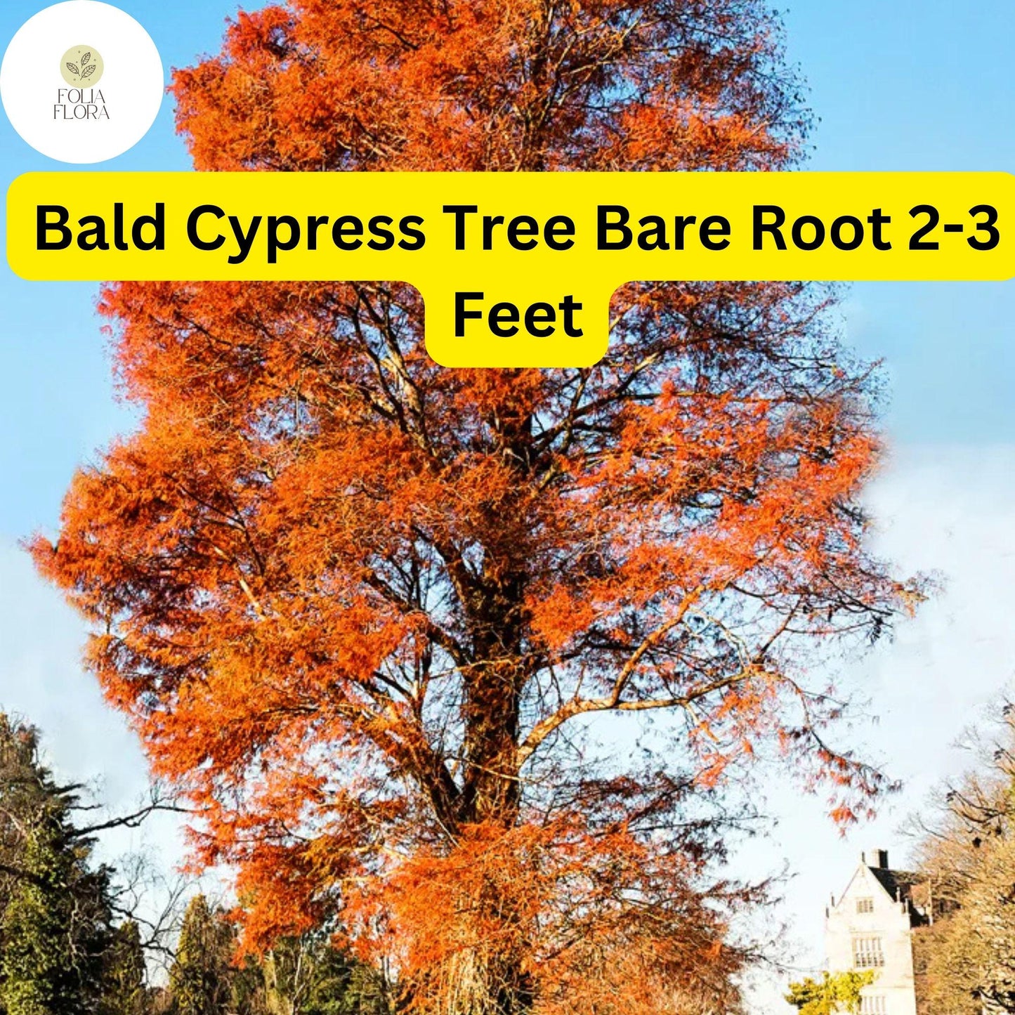 Bald Cypress Tree Bare Root Plant 2-3 Feet – Taxodium distichum, Wetland, Erosion Control, Ornamental Landscaping
