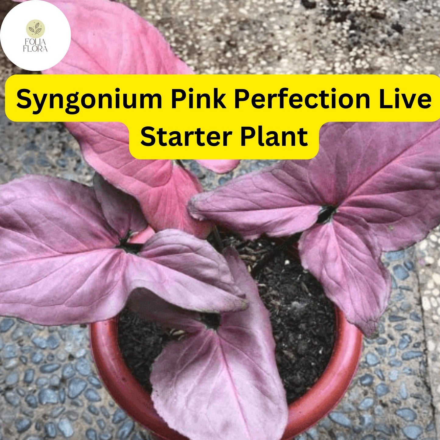 Syngonium podophyllum Pink Perfection Live Plant in 4" Pot – Rare Pink Arrowhead Houseplant, Air-Purifying Indoor Foliage