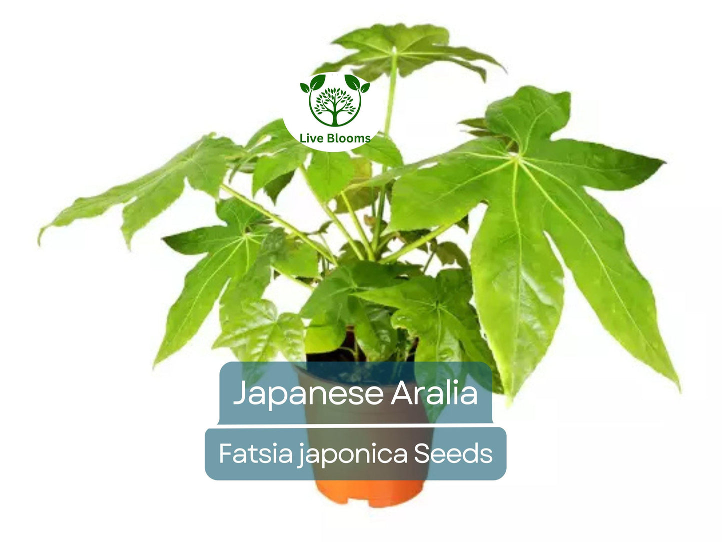 20 Japanese Aralia Seeds | Fatsia japonica Indoor & Garden Evergreen Shrub, Low-Light Houseplant, Non-GMO, Border Plant