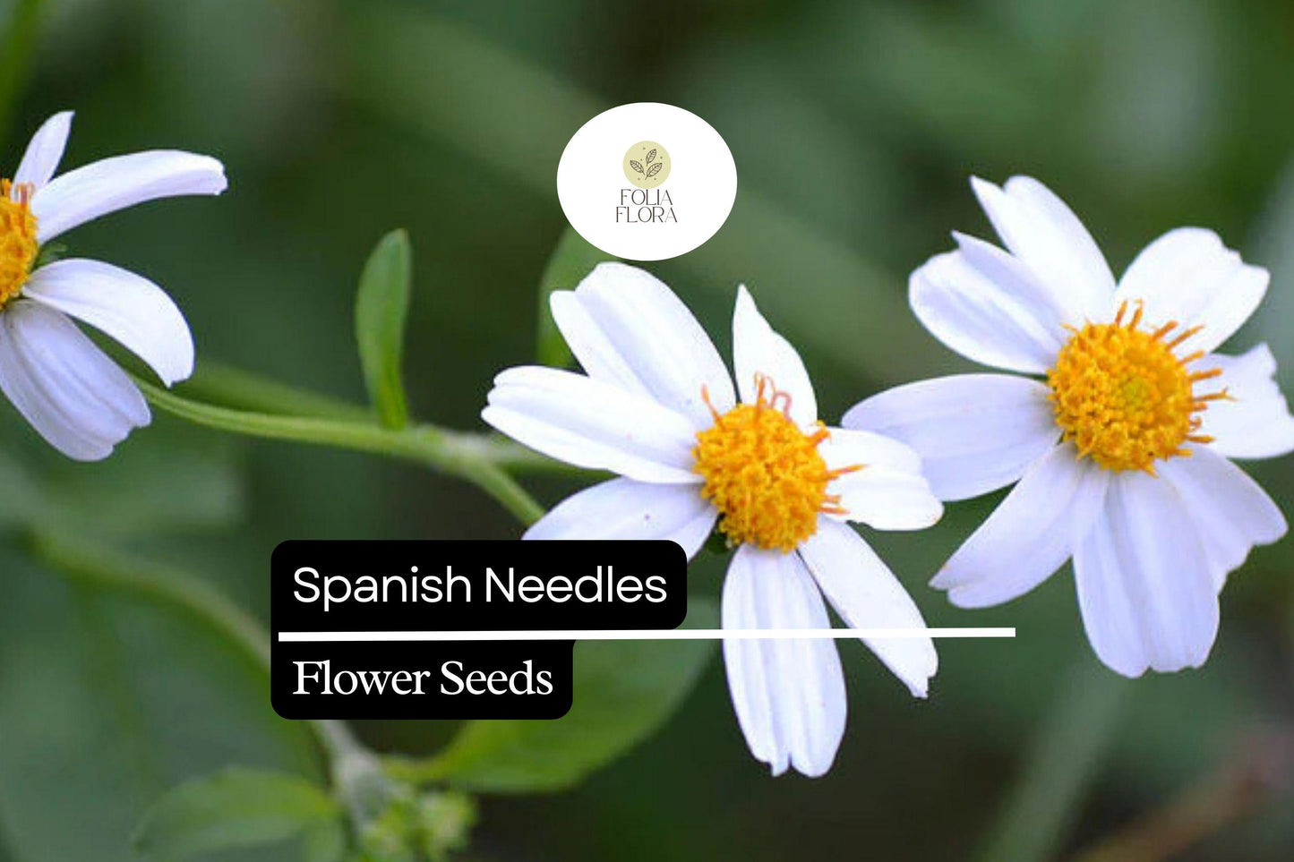 Spanish Needles Flower Seeds | Edible Wildflower, Pollinator-Friendly, Daisylike White Blooms, Bidens alba, 25 Seeds