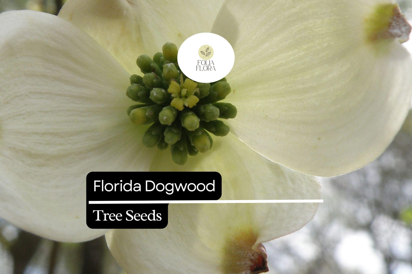 Florida Dogwood Seeds – Cornus florida, 5 Pack, White & Pink Blooms, Ornamental Tree, Native Plant for Garden, Wildlife-Friendly