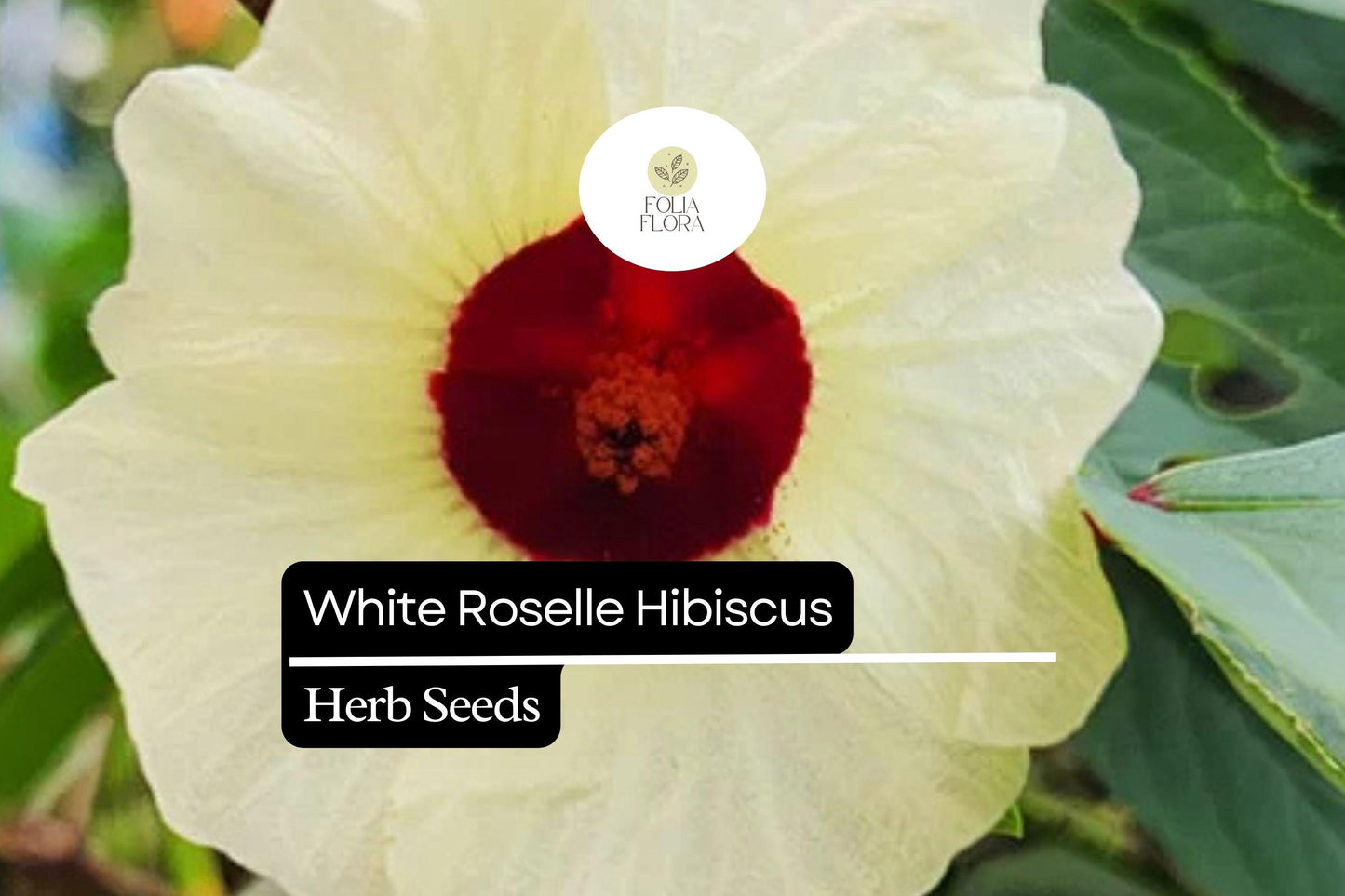 White Roselle Hibiscus Seeds, Edible Calyx & Blooms, Hibiscus sabdariffa, 25 Seeds