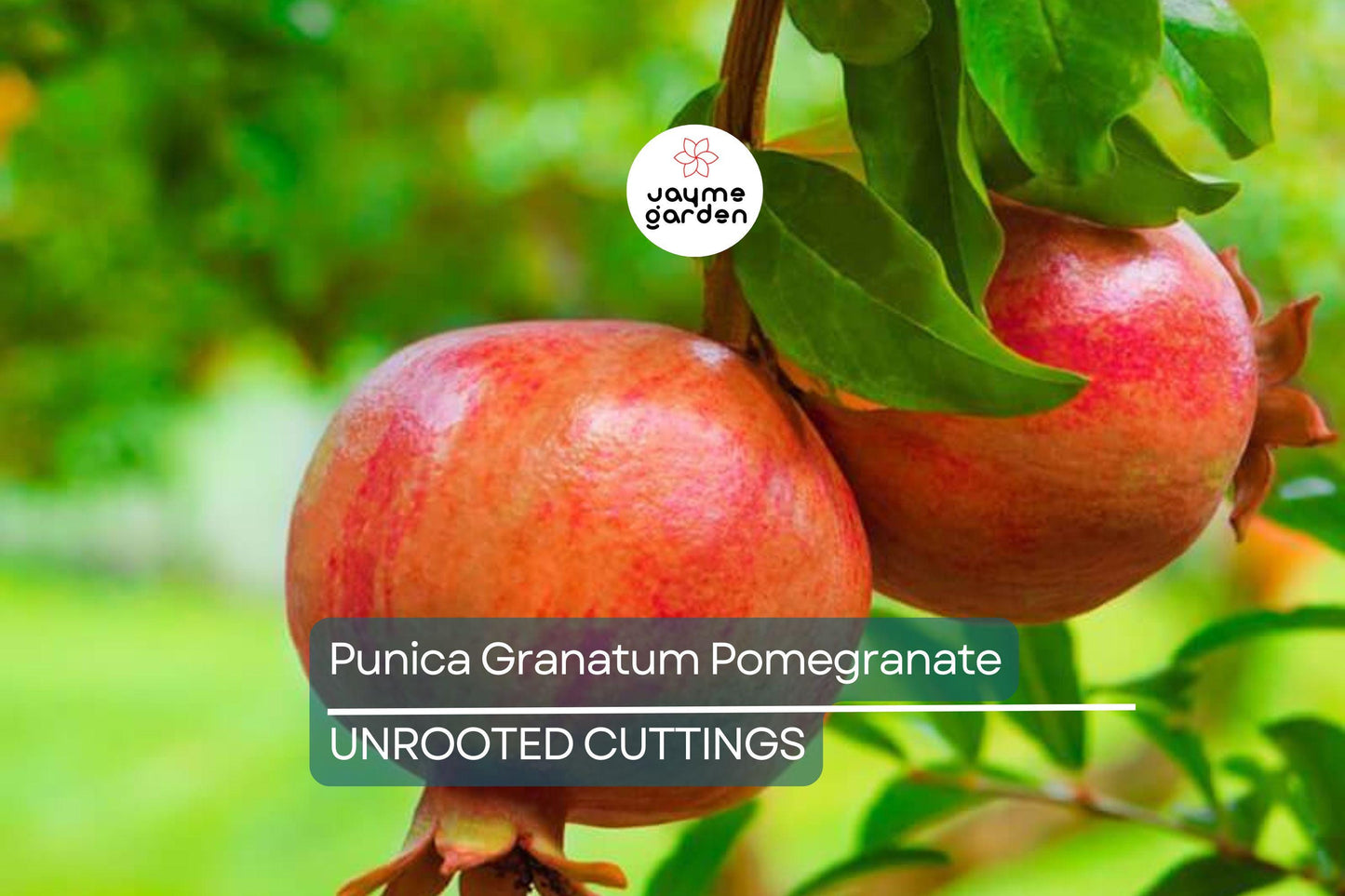 Pomegranate Tree Cuttings 6-Inch Live Plants Organic Fruit-Bearing Evergreen Punica Granatum USDA Zones 7-11