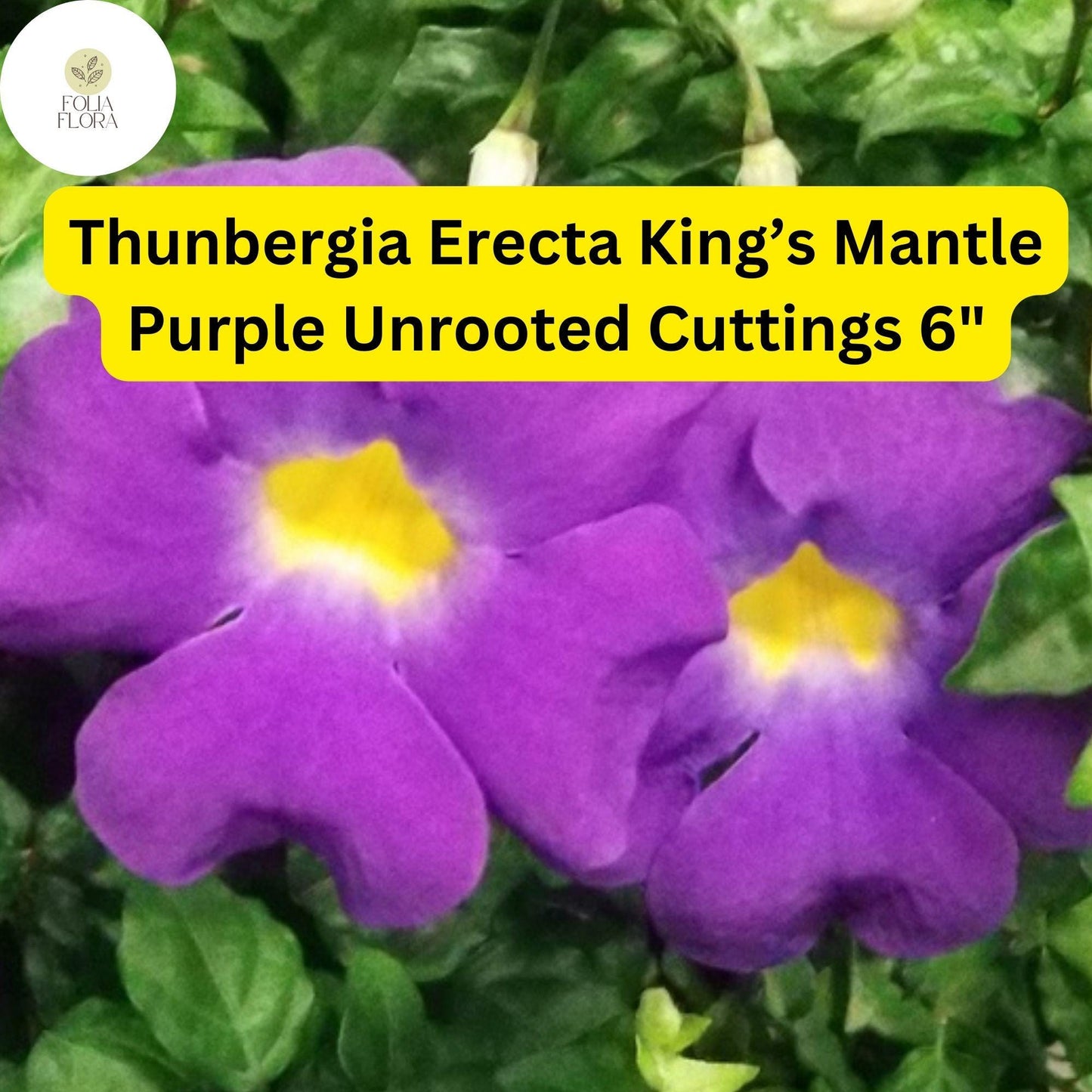 King’s Mantle Cuttings 7 Unrooted Thunbergia erecta Purple Blooms Live Plantings