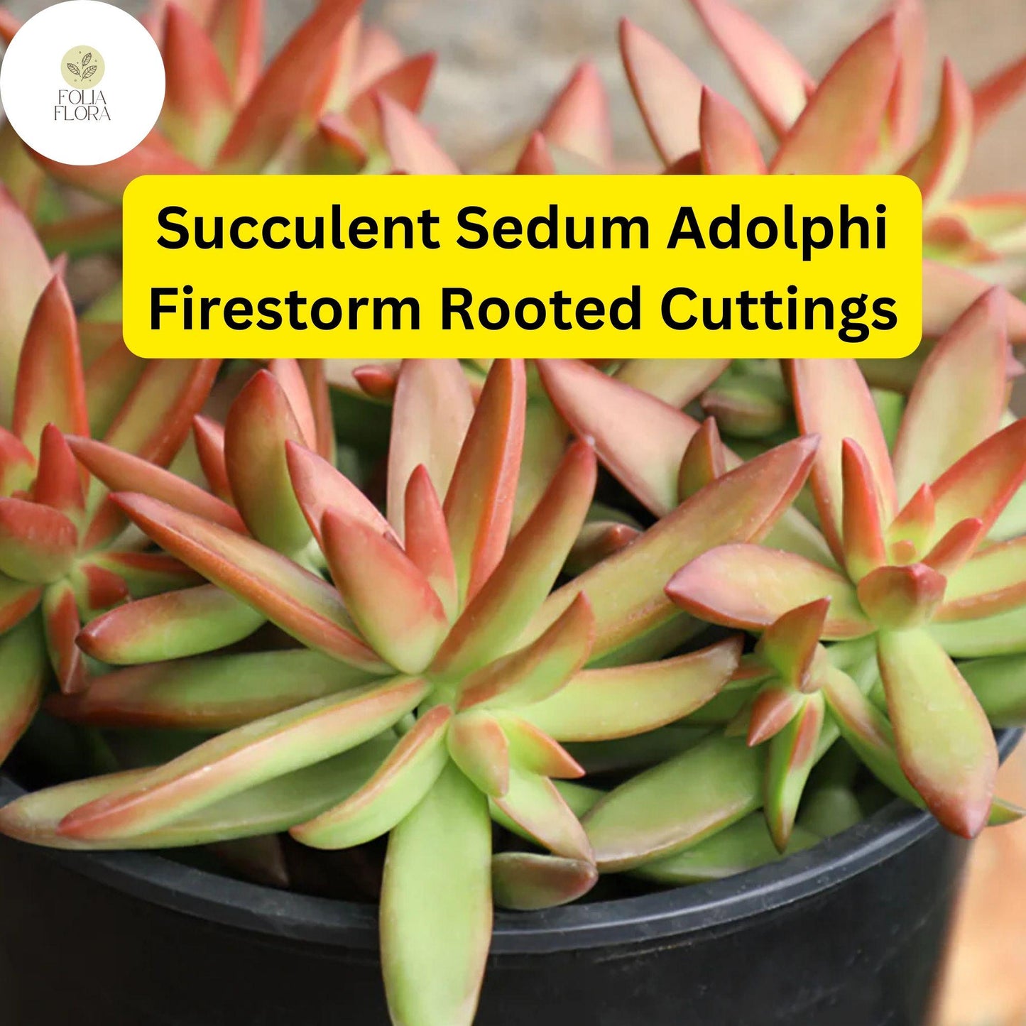 Sedum Adolphi 'Firestorm' Succulent Cuttings – 5 Rooted Live Plants with Red-Orange Foliage for Gardens, Containers, and Hanging Baskets