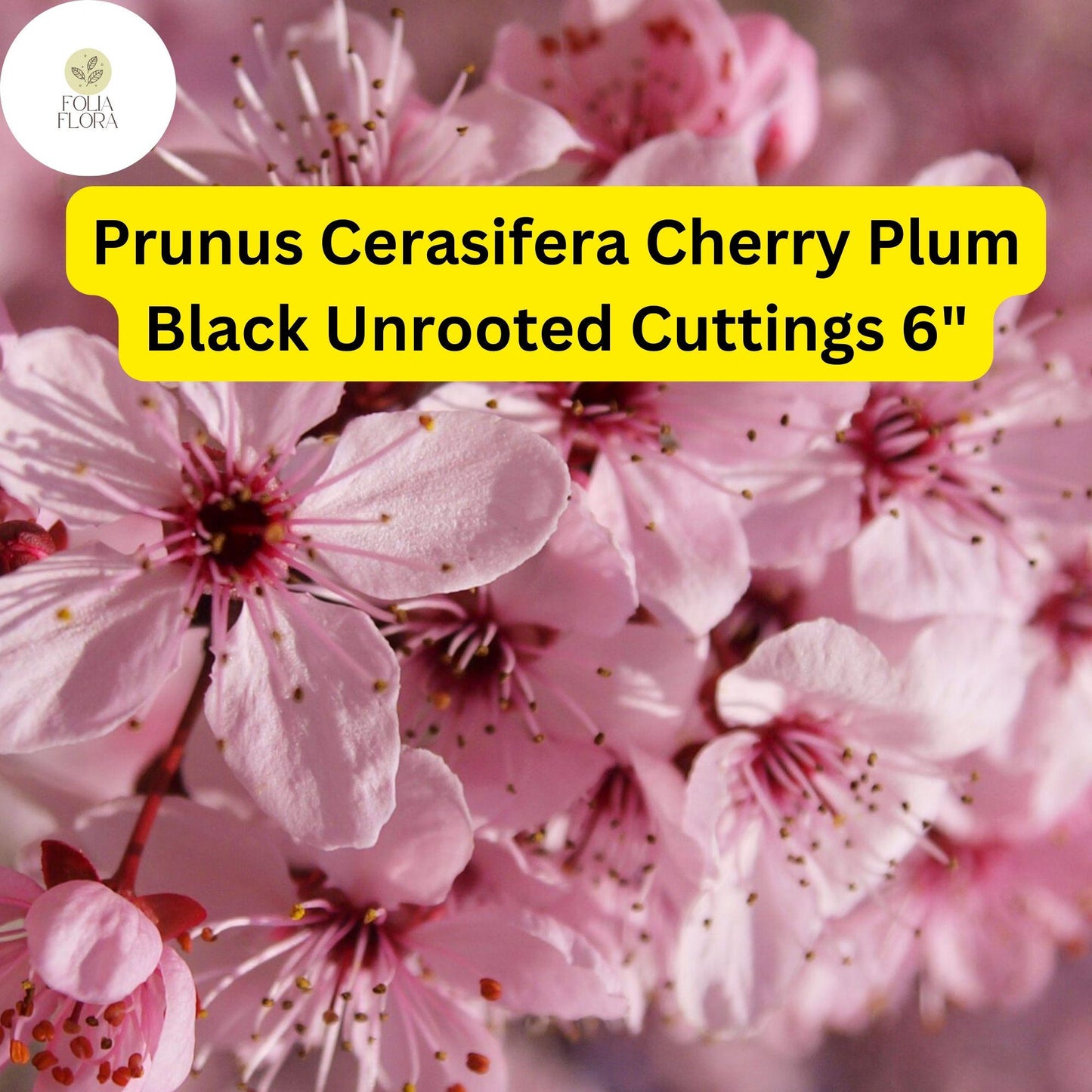 Cherry Plum Black Cuttings – 3 Unrooted 6-Inch Prunus Cerasifera Tree for Edible Landscapes & Home Orchards