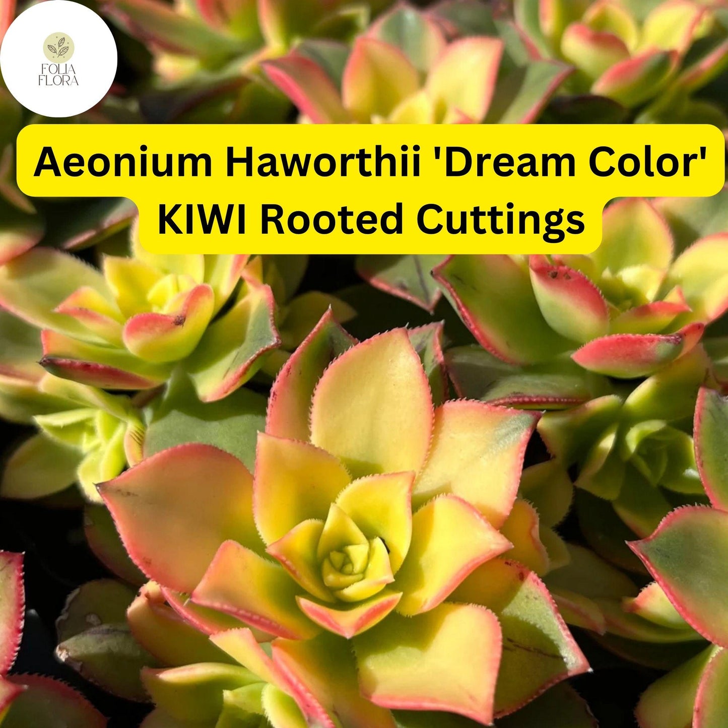 Aeonium Succulent Cuttings - Variegated ‘Dream Color’ Kiwi, Rosette, Drought-Tolerant, Live Plant, Indoor & Outdoor Gardening