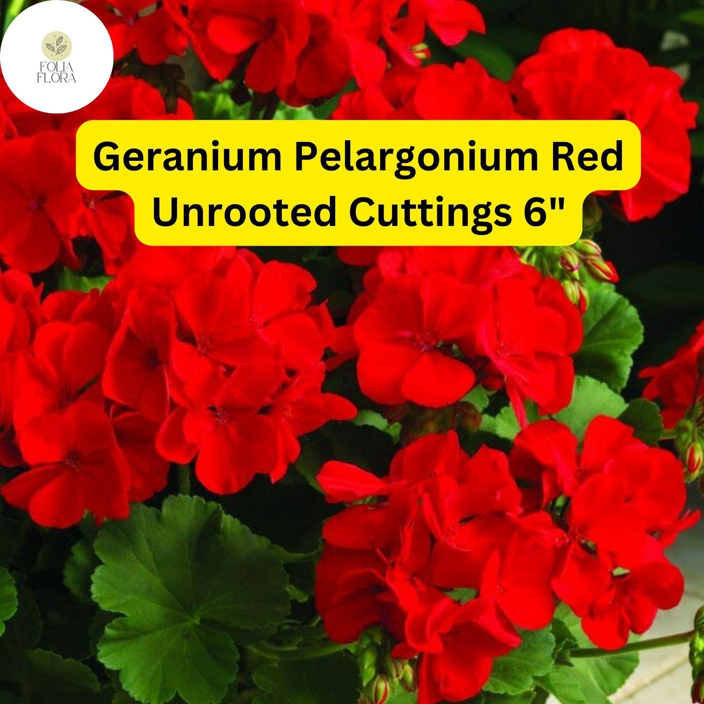 Geranium Pelargonium ‘Red’ | 3 Live 6-Inch Unrooted Cuttings | Bright Red Blooms, Drought-Tolerant Flowering Plant