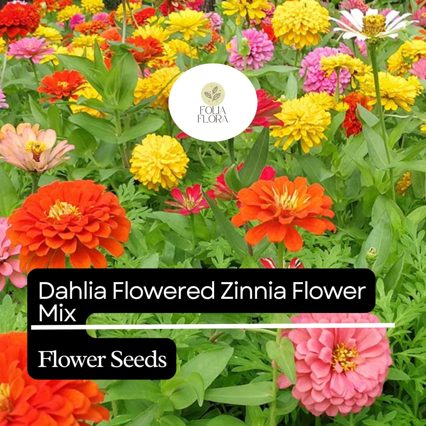 Dahlia Flowered Zinnia Seeds – Large Vibrant Blooms, Pollinator-Friendly, Easy to Grow – Zinnia elegans, Mixed Colors