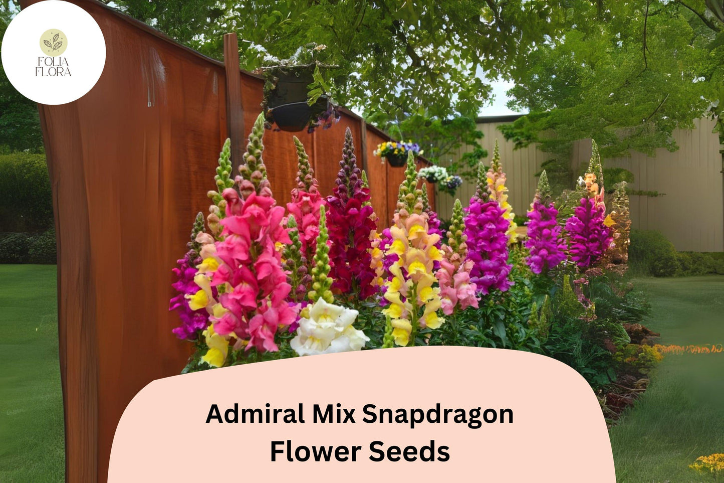 Admiral Mix Snapdragon Seeds | 1000+ Antirrhinum majus | Vibrant Colorful Blooms for Garden & Borders