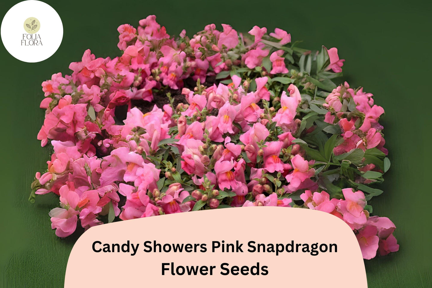 Candy Showers Pink Snapdragon Seeds | Trailing Cascading Blooms | Antirrhinum majus | Soft Pastel Pink Flowers