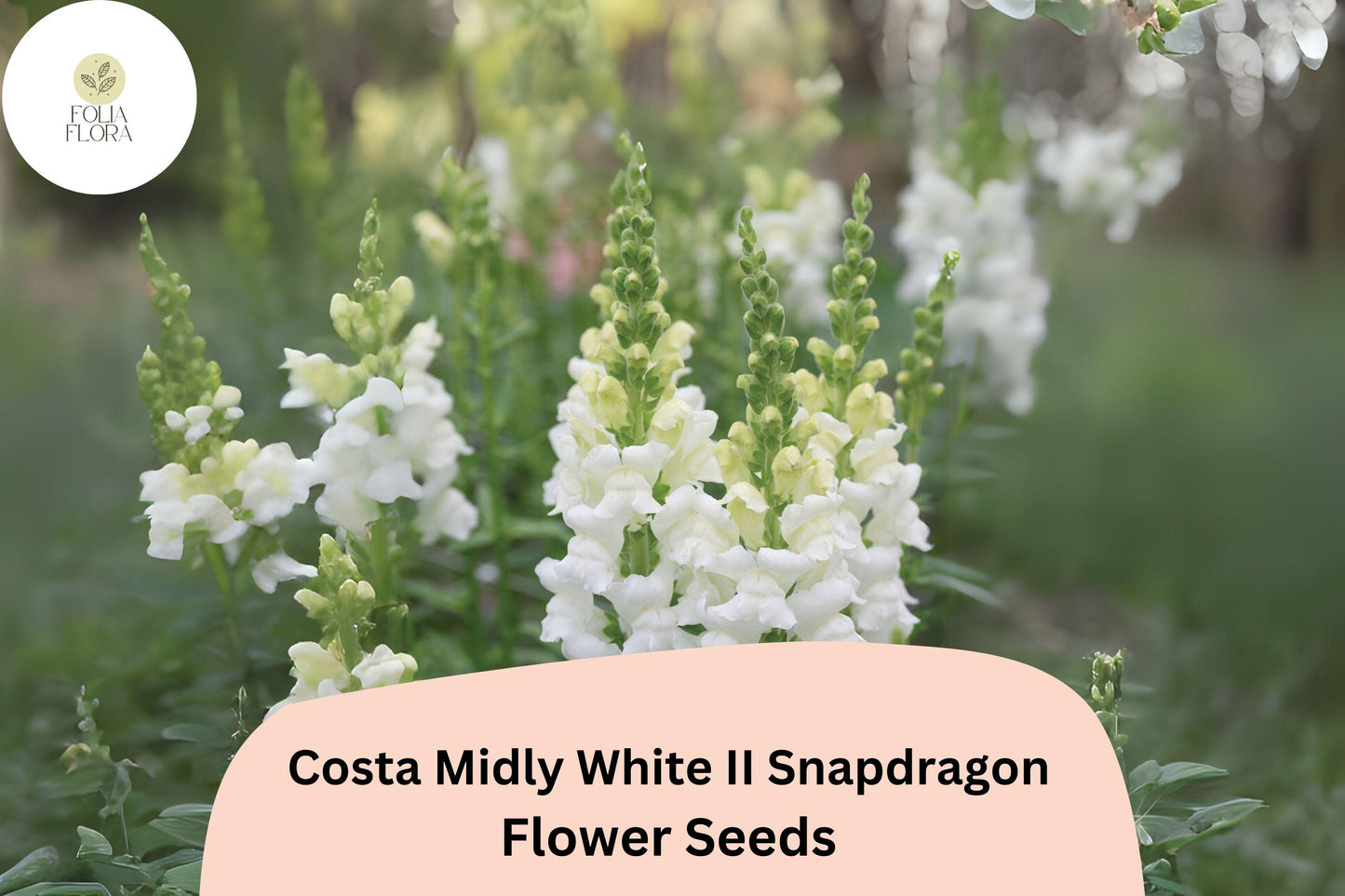 White Snapdragon Seeds | Antirrhinum majus | Tall, Pollinator-Friendly, Fragrant, Long-Blooming | Costa Midly White II