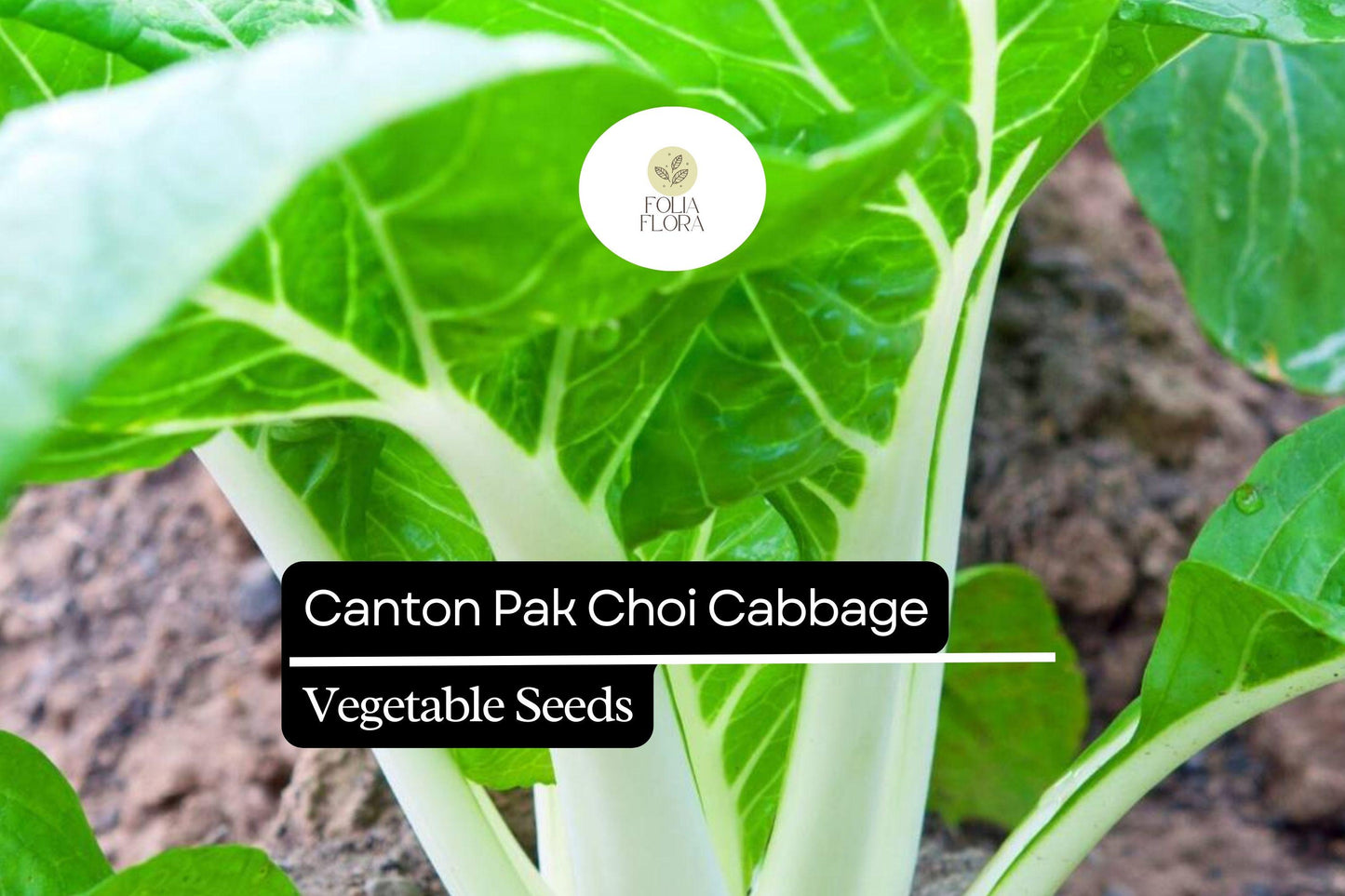 Canton Pak Choi Seeds – Non-GMO Asian Greens for Container Gardening, Tender White Stems & Deep Green Leaves, Brassica rapa