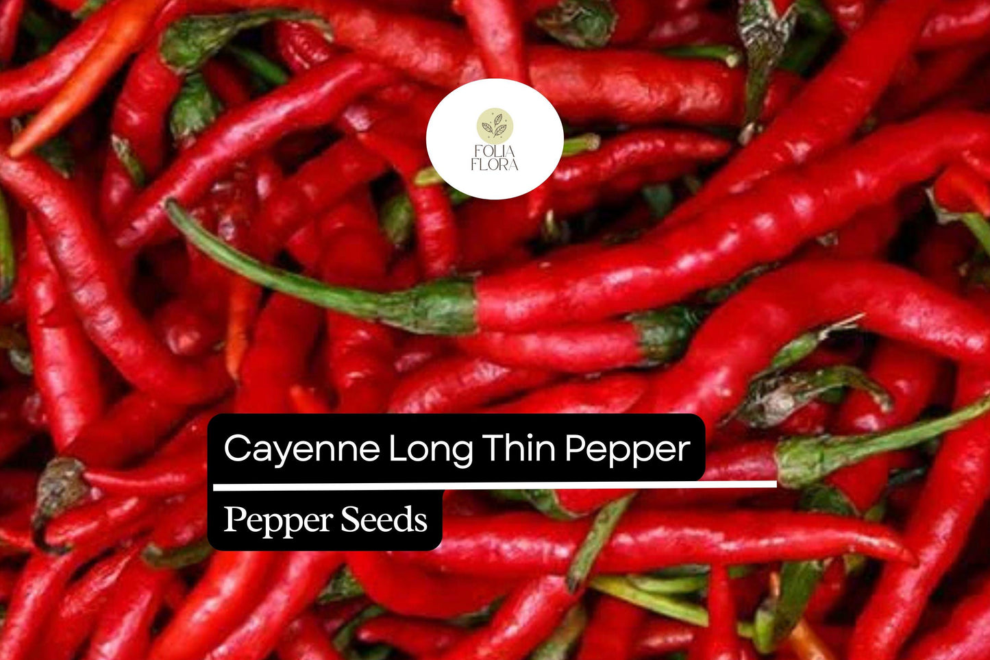 Cayenne Pepper Seeds - Long Thin Red Heirloom Chili - Spicy Capsicum annuum for Drying, Pickling & Cooking