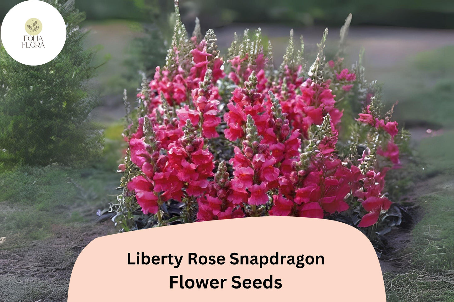 Antirrhinum majus Liberty Rose Snapdragon Seeds – 1000+ Soft Pink Blooms for Garden & Cut Flowers