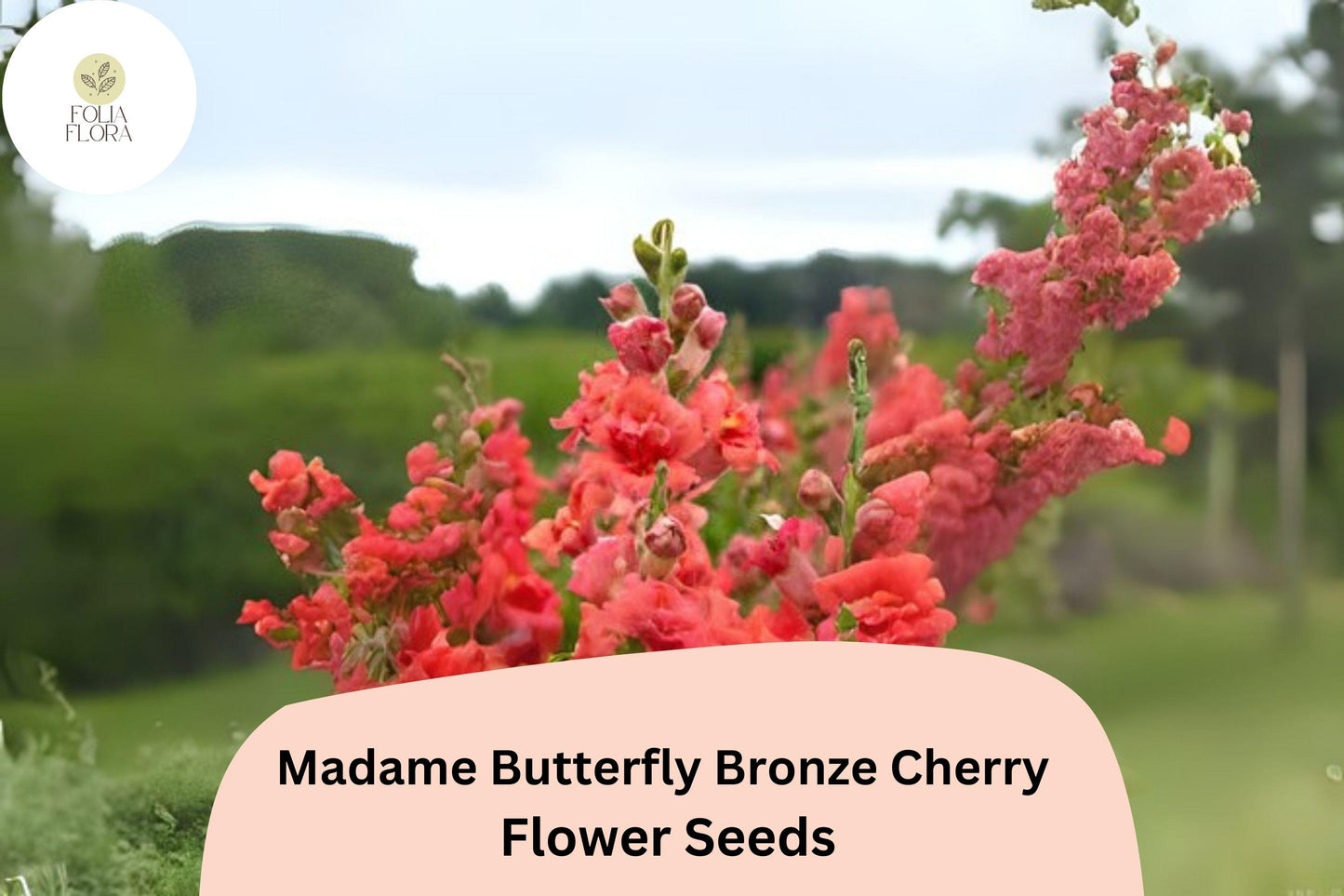 Bronze Cherry Snapdragon Seeds - Madame Butterfly, Ruffled Double Blooms, Antirrhinum majus, Pollinator-Friendly, Full Sun, 1000+ Seeds