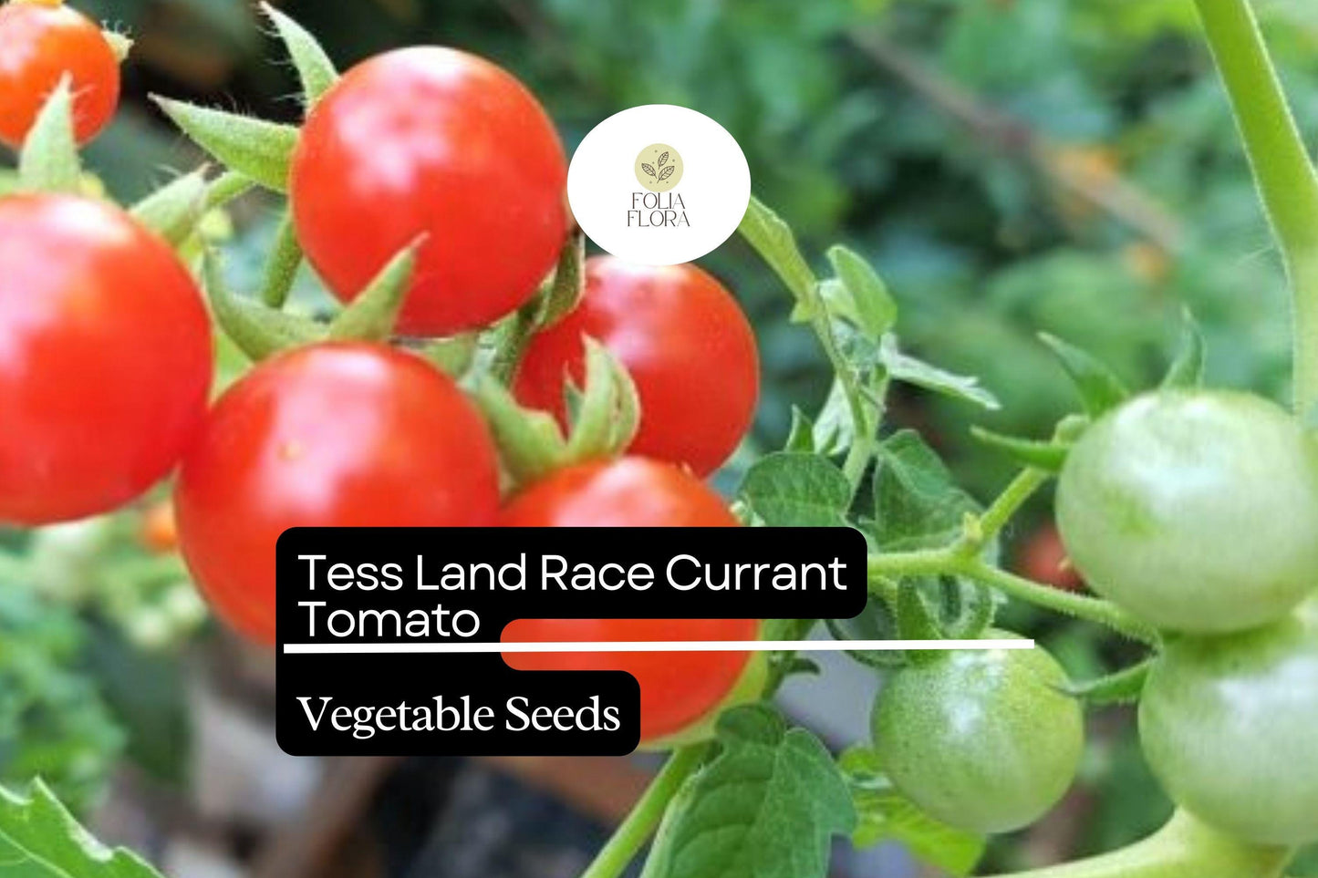 Tess' Land Race Currant Tomato Seeds | Heirloom Tiny Cherry High-Yield Vegetable Seed