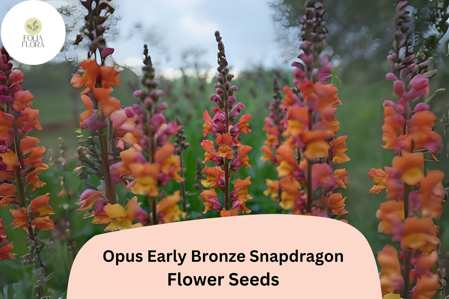 Bronze Snapdragon Seeds โ Opus Early Copper Peach Flowers โ Antirrhinum majus Pollinator-Friendly, Cut Flower, Garden Bedding