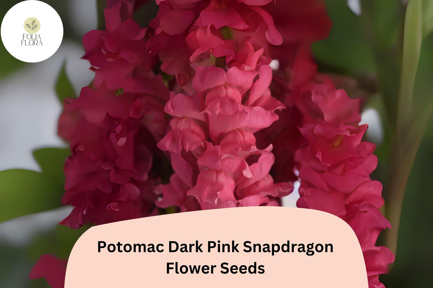 Snapdragon Seeds 1000+ Potomac Dark Pink Ruffled Blooms Antirrhinum majus Garden Flowers