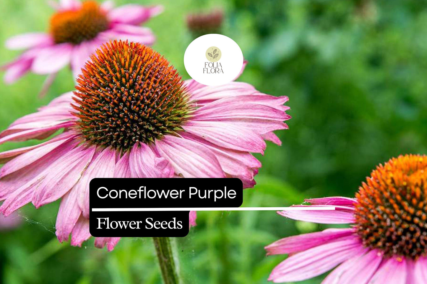 Purple Coneflower Seeds | Echinacea purpurea | Pollinator & Drought Tolerant Perennial | Vibrant Blooms