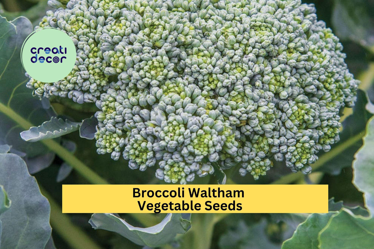 Broccoli Seeds 3 Pack – Waltham Heirloom Variety for Garden Beds, Containers, Cold Tolerant Brassica oleracea