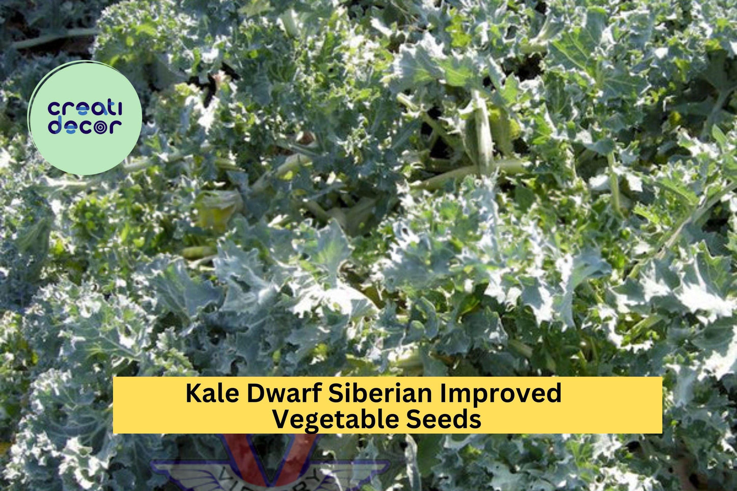 3pcs Dwarf Siberian Kale Seeds Brassica oleracea Cold Hardy Leafy Green for Garden, Cooking & Juicing