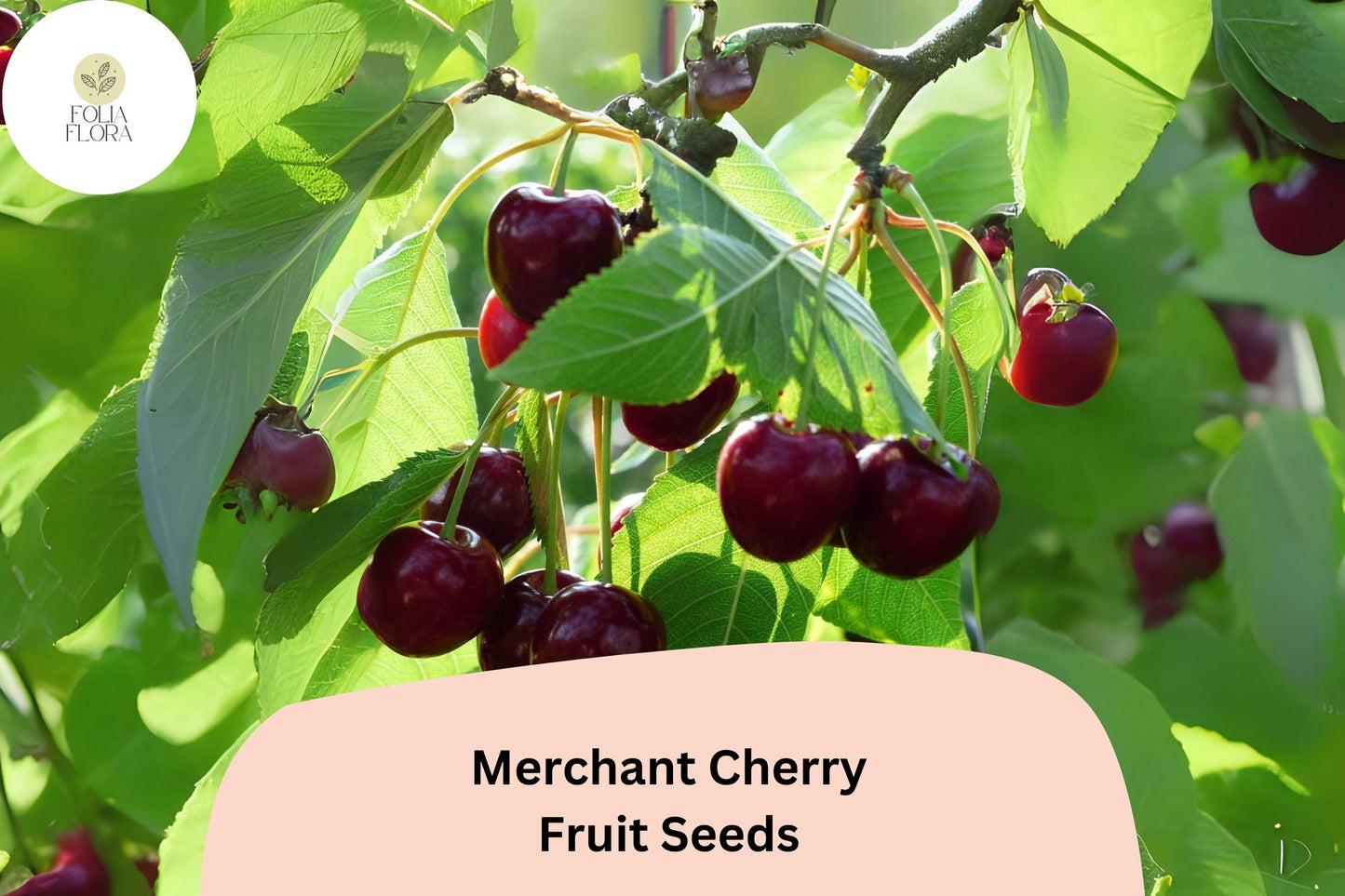 10+ Merchant Cherry Seeds – Early-Ripening Sweet Red Fruit Tree – Prunus avium