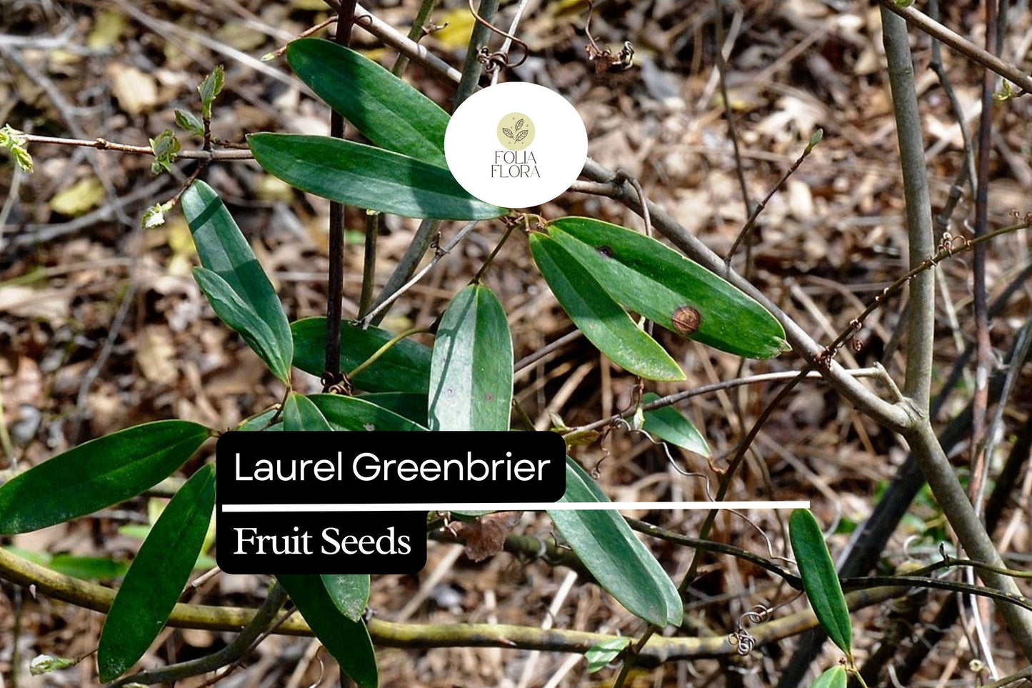 Laurel Greenbrier Seeds | Hardy Evergreen Vine for Wildlife, Natural Fencing & Erosion Control | Smilax laurifolia, 5 Seeds