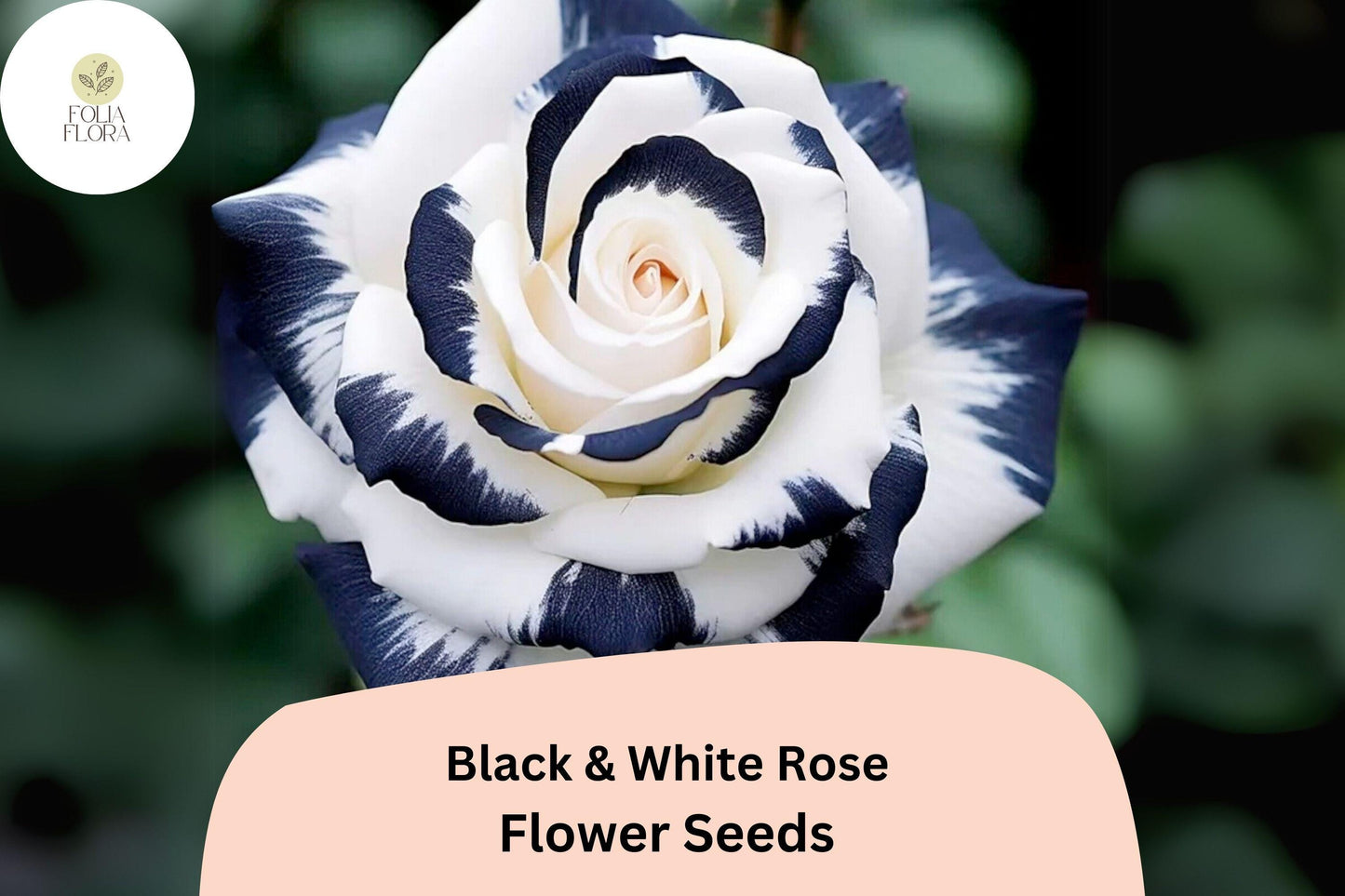 Black & White Rose Seeds – Rare Two-Tone Perennial Flower – Rosa hybrid