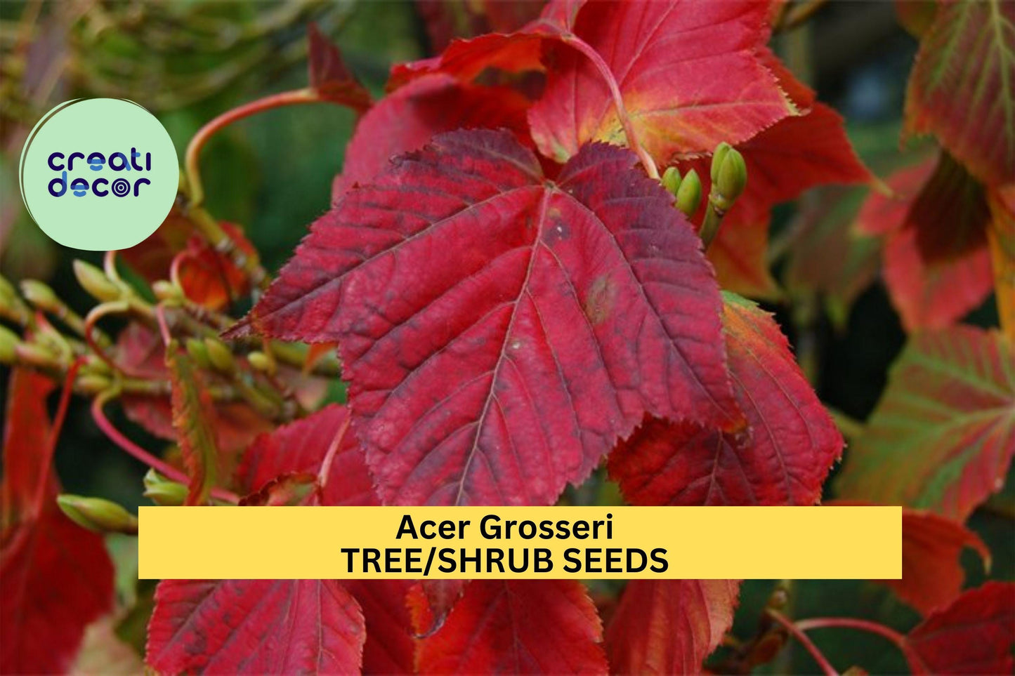 3pcs Acer grosseri var. Hersii Snakebark Maple Seeds – Ornamental Foliage & Striped Bark for Landscaping