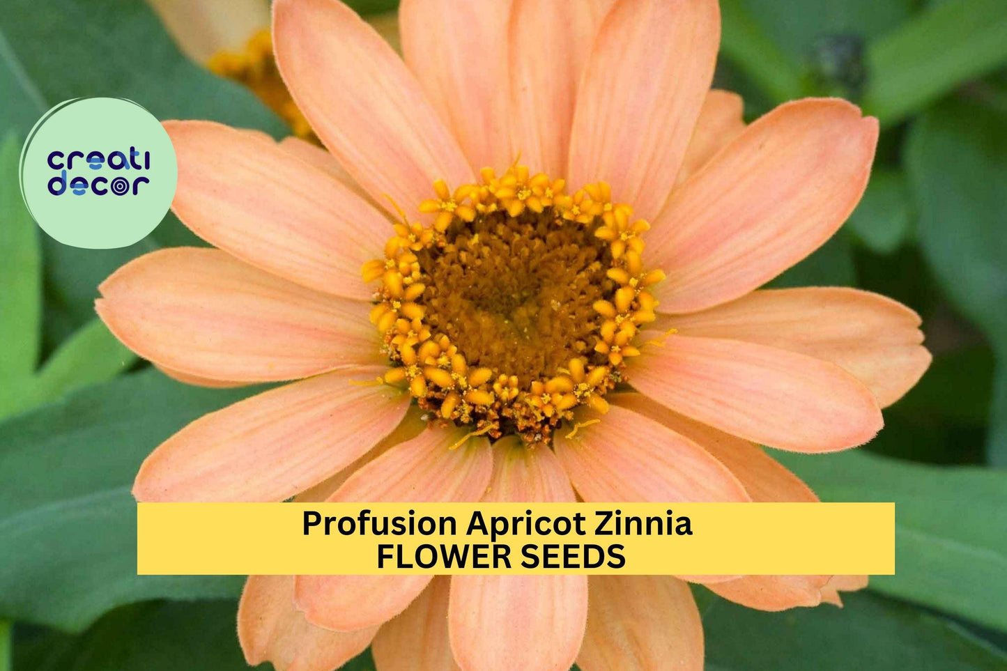 Profusion Apricot Zinnia Seeds – 100+ Non-Stop Blooming Compact Annual with Apricot-Orange Flowers – Zinnia elegans × Zinnia angustifolia