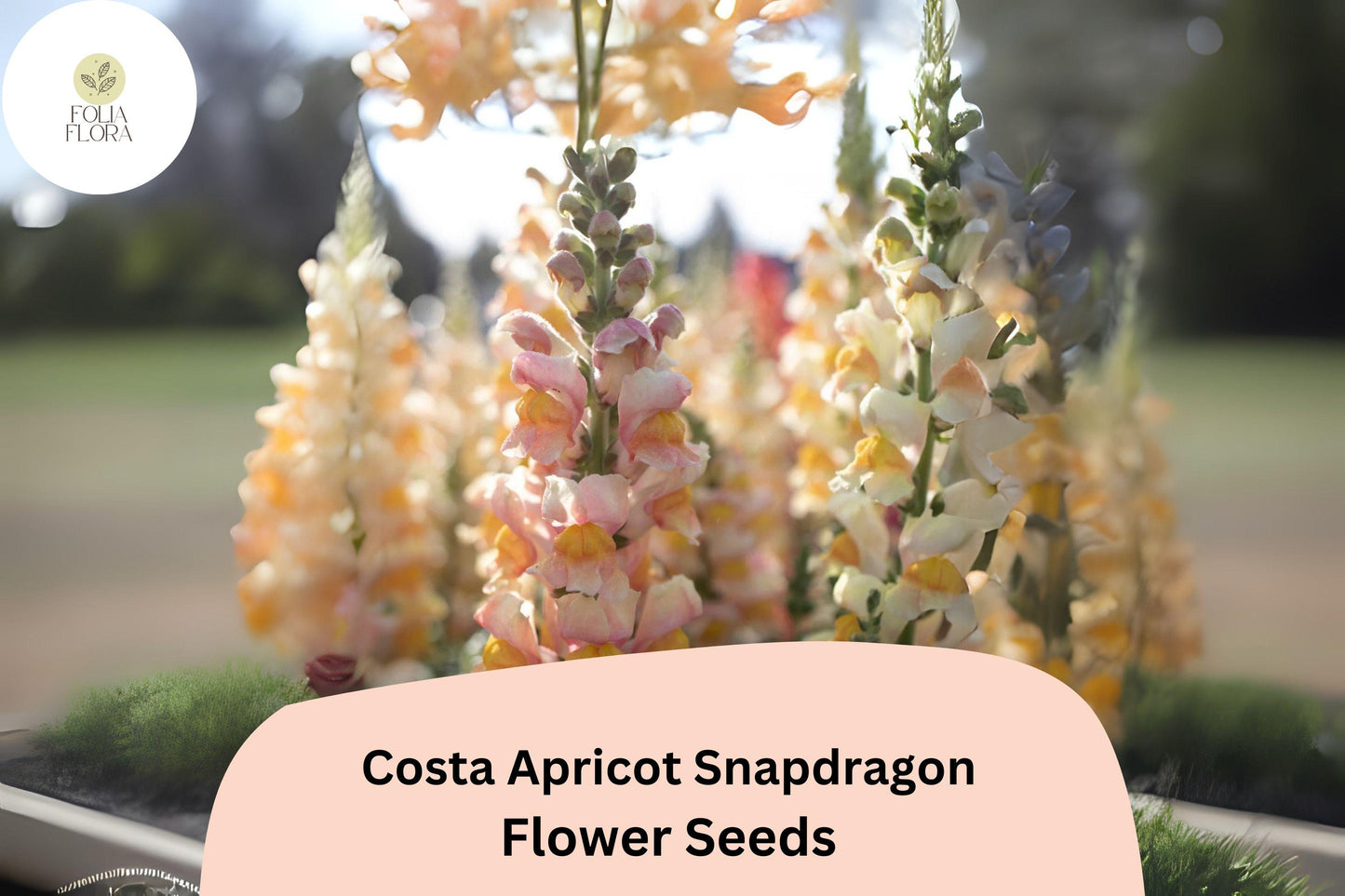 Costa Apricot Snapdragon Seeds | Peachy-Orange Antirrhinum majus for Garden Beds, Borders & Cut Flowers