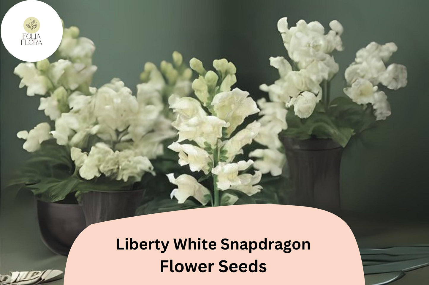 Antirrhinum majus Liberty White Snapdragon Seeds – 1000+ Pure White Blooms for Garden & Cut Flowers