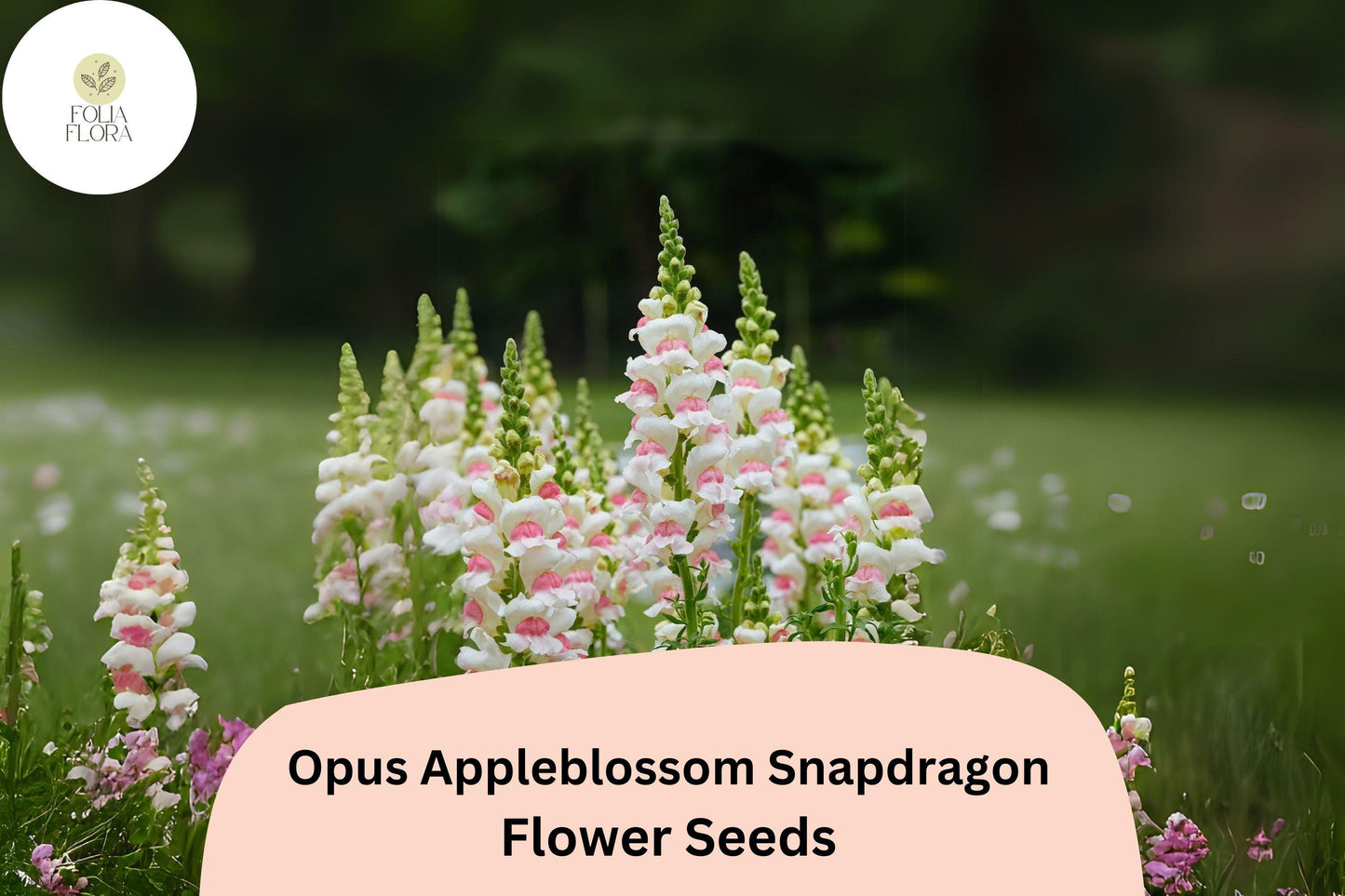 Opus Appleblossom Snapdragon Seeds – Soft Pink & White Blooms, Antirrhinum majus, Pollinator-Friendly, Cut Flower, Garden Bedding