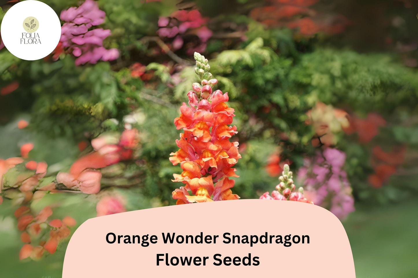 Antirrhinum majus Orange Wonder Snapdragon Seeds โ 1000+ Bright Orange Blooms for Garden & Cut Flowers