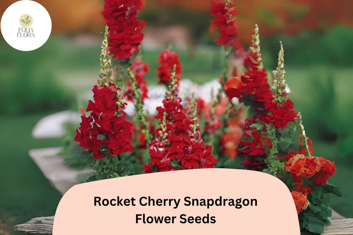 Antirrhinum majus Rocket Cherry Snapdragon Seeds – 1000+ Cherry-Red Blooms for Garden & Cut Flowers