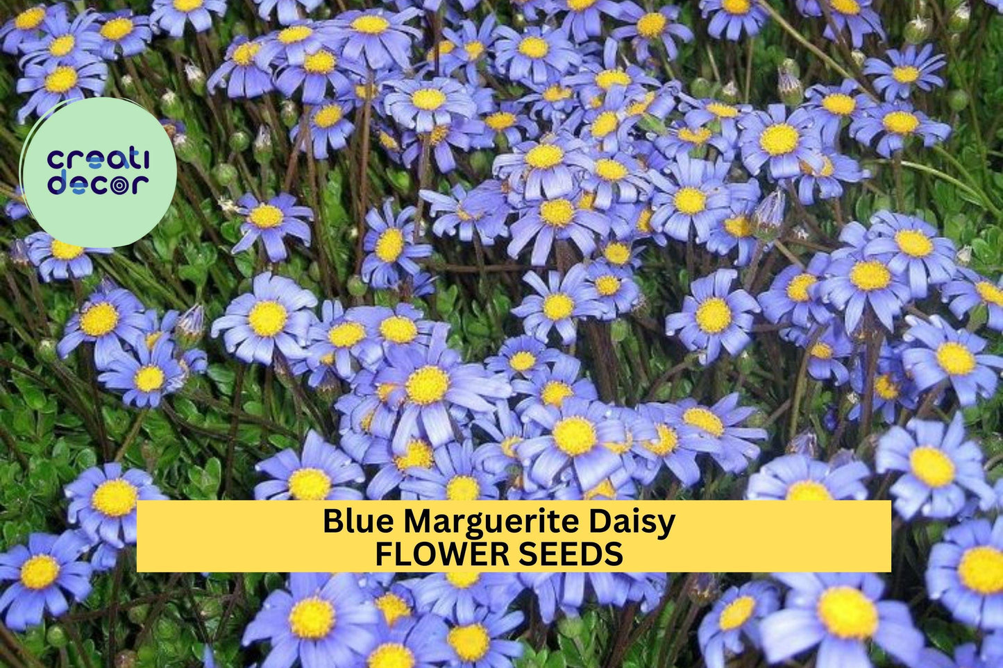 Blue Marguerite Daisy Seeds – 200+ Sky-Blue Blooms with Yellow Centers for Pollinator Gardens, Containers & Borders – Felicia amelloides