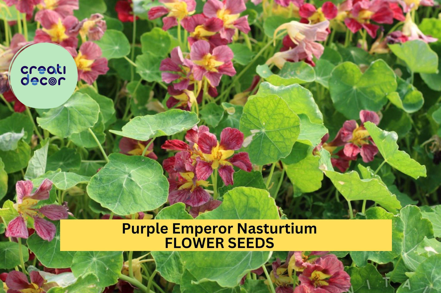 Purple Emperor Nasturtium Seeds – 50+ Deep Burgundy Blooms, Trailing & Mounding, Pollinator-Friendly, Tropaeolum majus, for Borders & Containers