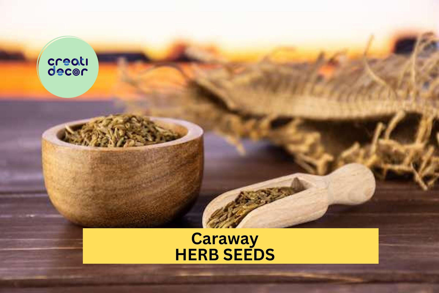 Caraway Seeds Packets – Aromatic Herb for Cooking & Pollinator Gardens – Carum carvi, 3 x 1g Seed Packets