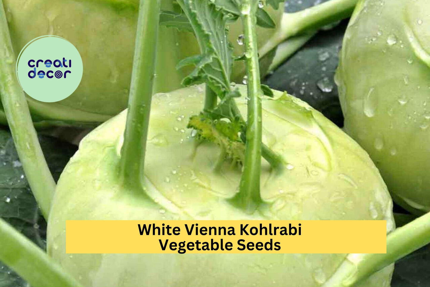 3pcs 500mg White Vienna Kohlrabi Seeds – Heirloom Brassica oleracea, Mild Crisp Bulb for Spring & Fall Vegetable Gardening