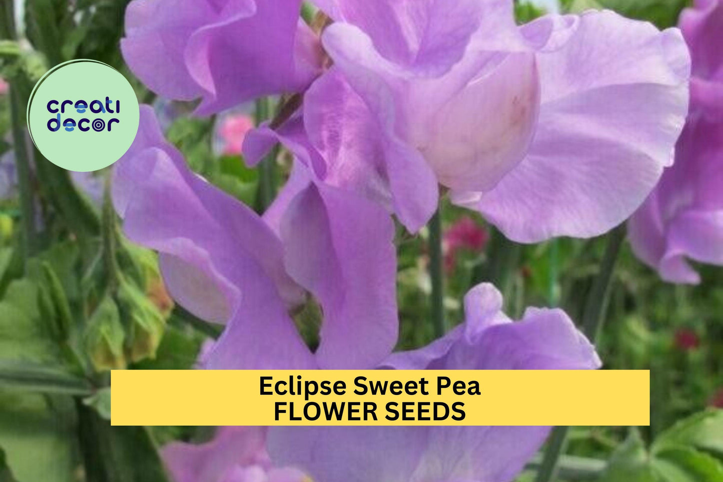 Eclipse Sweet Pea Seeds – 50+ Deep Purple to Black Blooms for Trellises, Arches & Cut Flowers – Lathyrus odoratus
