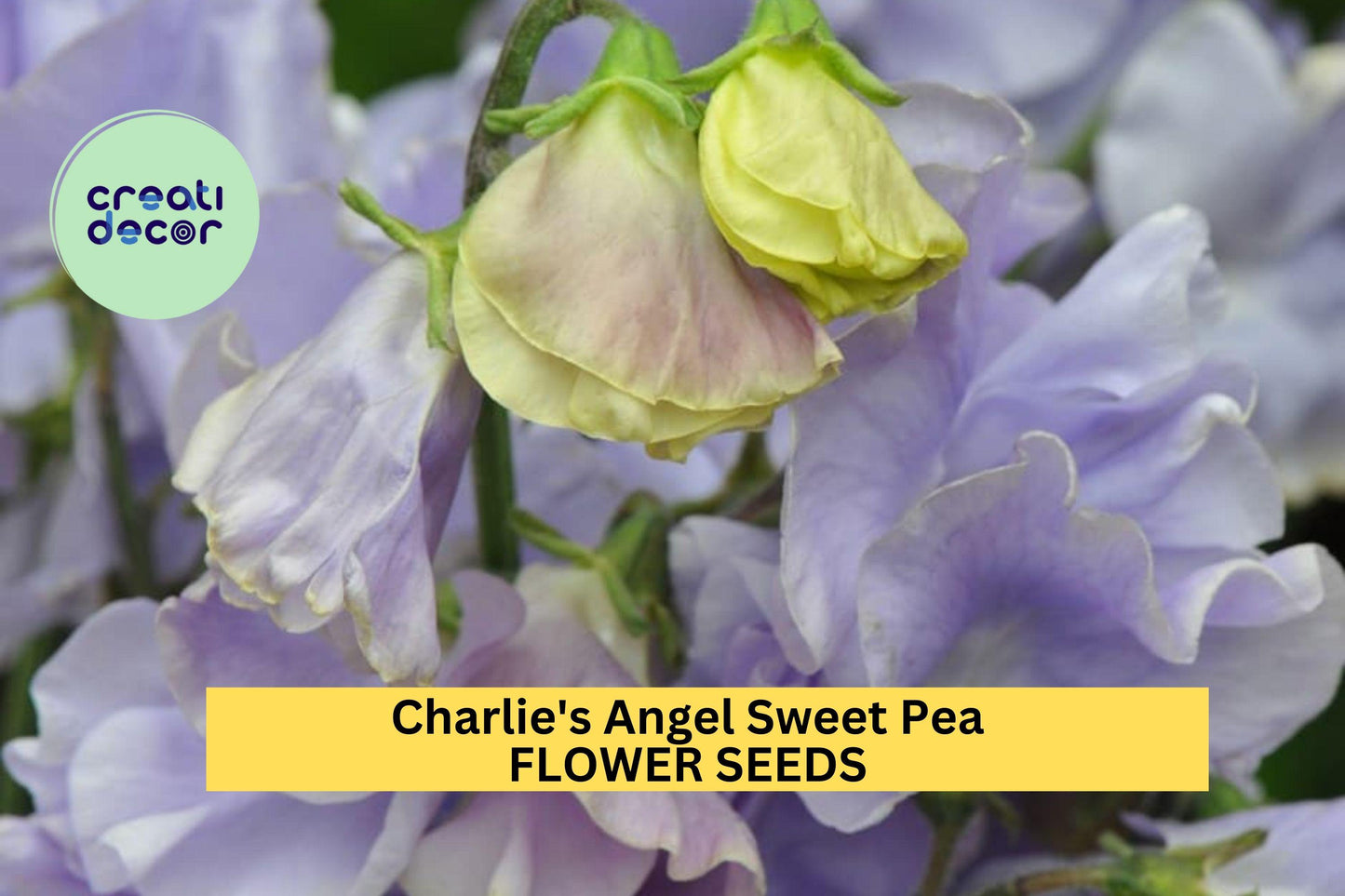 Charlie's Angel Sweet Pea Seeds – Soft Blue Lavender Climbing Vine for Trellises & Bouquets – Lathyrus odoratus – 50+ Seeds