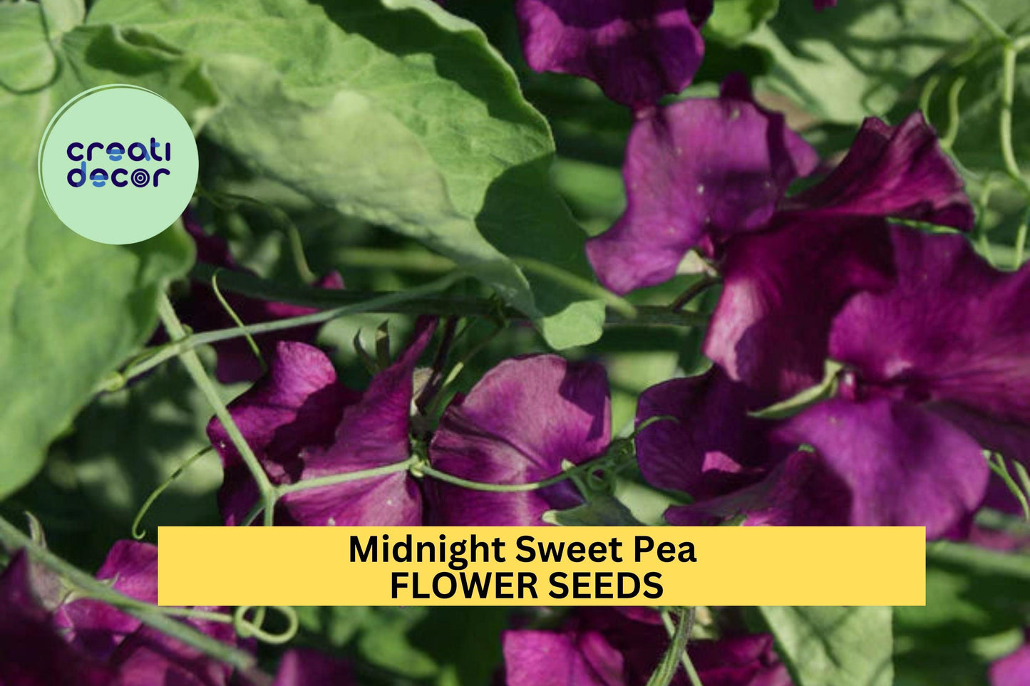 Midnight Sweet Pea Seeds – 50+ Deep Maroon Black Blooms Climbing Vine for Trellises, Bouquets, Cottage Gardens – Lathyrus odoratus