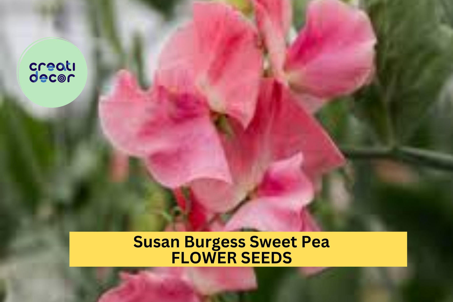 Susan Burgess Sweet Pea Seeds – 50+ Pure White Blooms Climbing Vine for Trellises, Bouquets & Gardens – Lathyrus odoratus