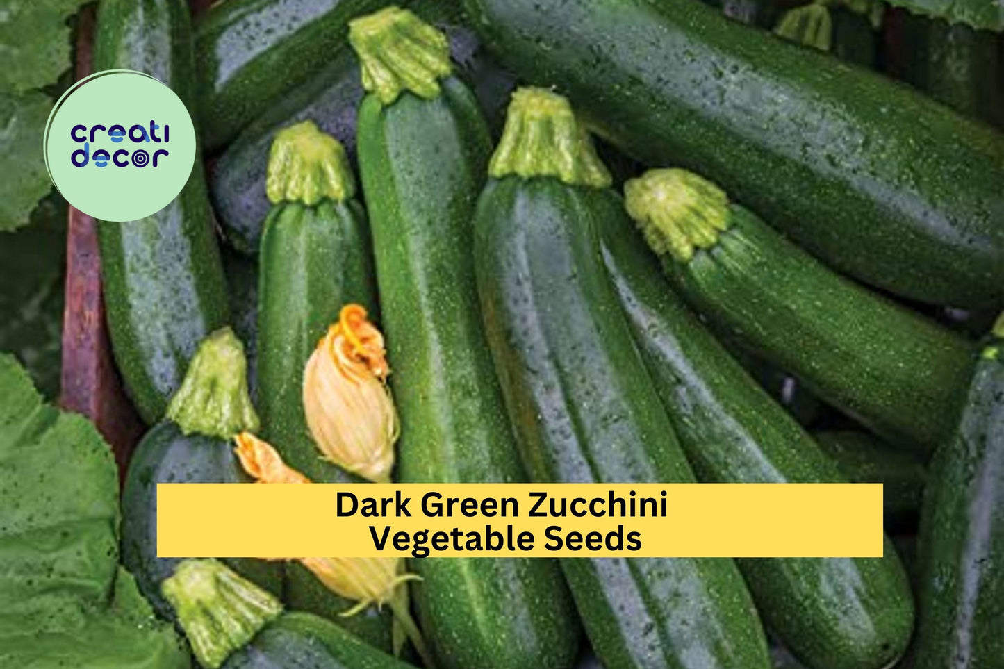 Dark Green Zucchini Seeds 3 Pack | Cucurbita pepo Summer Squash for Garden & Container Planting