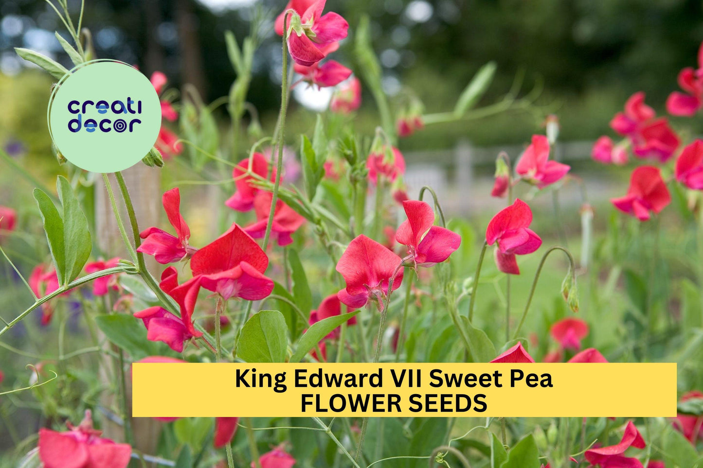 King Edward VII Sweet Pea Seeds – Crimson Red Blooms, Climbing Vine, Heirloom, Lathyrus odoratus, 50+ Seeds