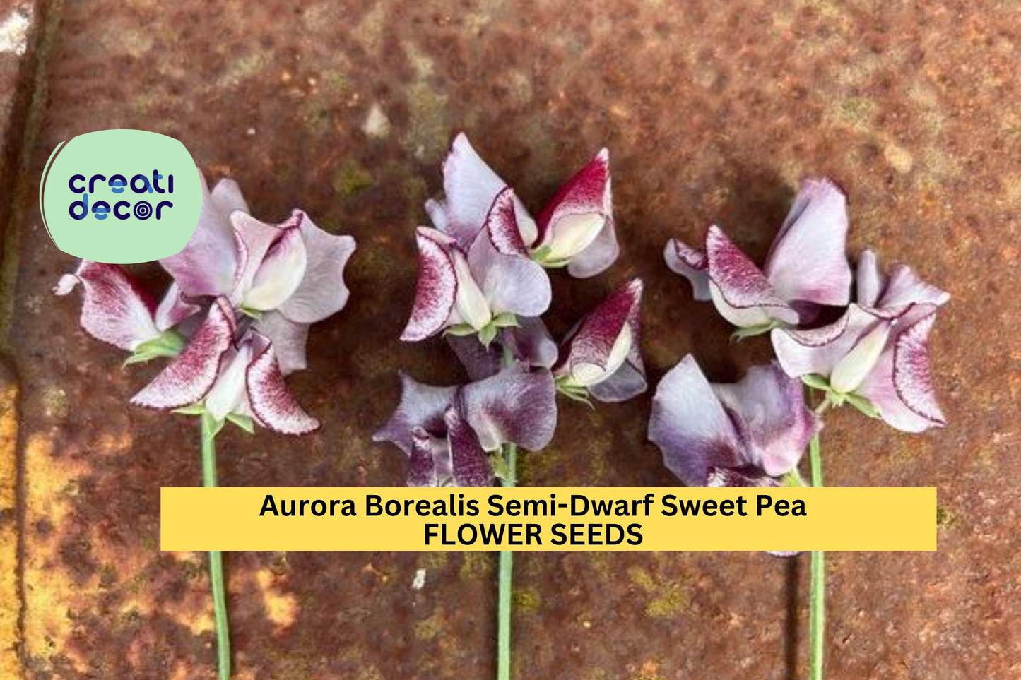 50+ Aurora Borealis Sweet Pea Seeds – Fragrant Mix, Semi-Dwarf Lathyrus odoratus for Borders & Containers
